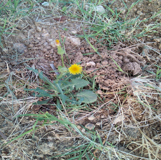 DANDELION FLOWER - சீமைக் காட்டுமுள்ளங்கி பூ