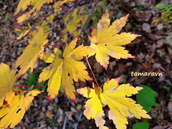 Клён ложнозибольдов (Acer pseudosieboldianum)