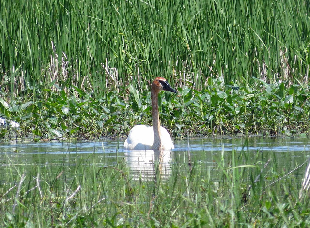 Trumpeter Swan - Ottawa National Wildlife Refuge, Ohio, USA