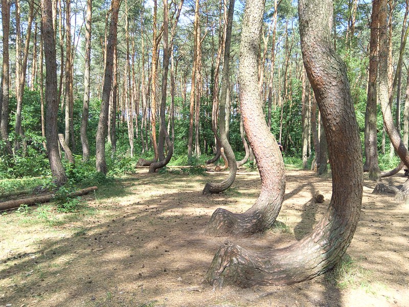 j shaped trees, crooked forest, crooked forest poland, the crooked forest, curved trees, crooked tree forest, sideways tree, where is the crooked forest, crooked forest in poland, curved tree, trees with curved trunks, bent trees in the forest, trees growing sideways,