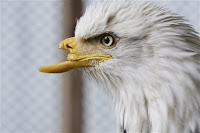 Beauty the Bald Eagle