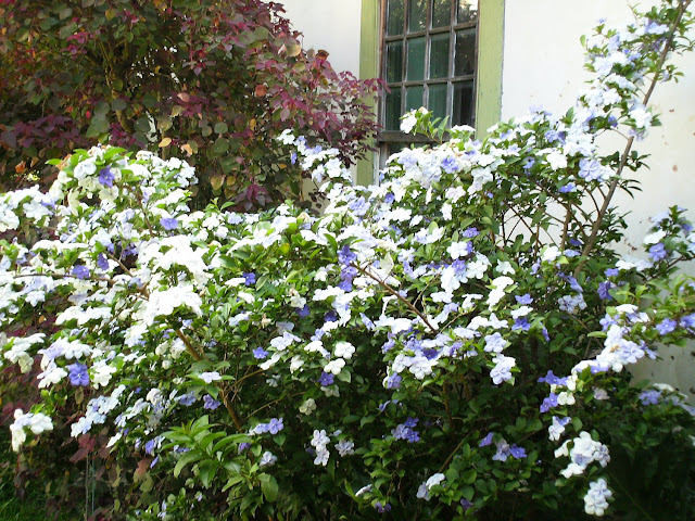 Brunfelsia uniflora