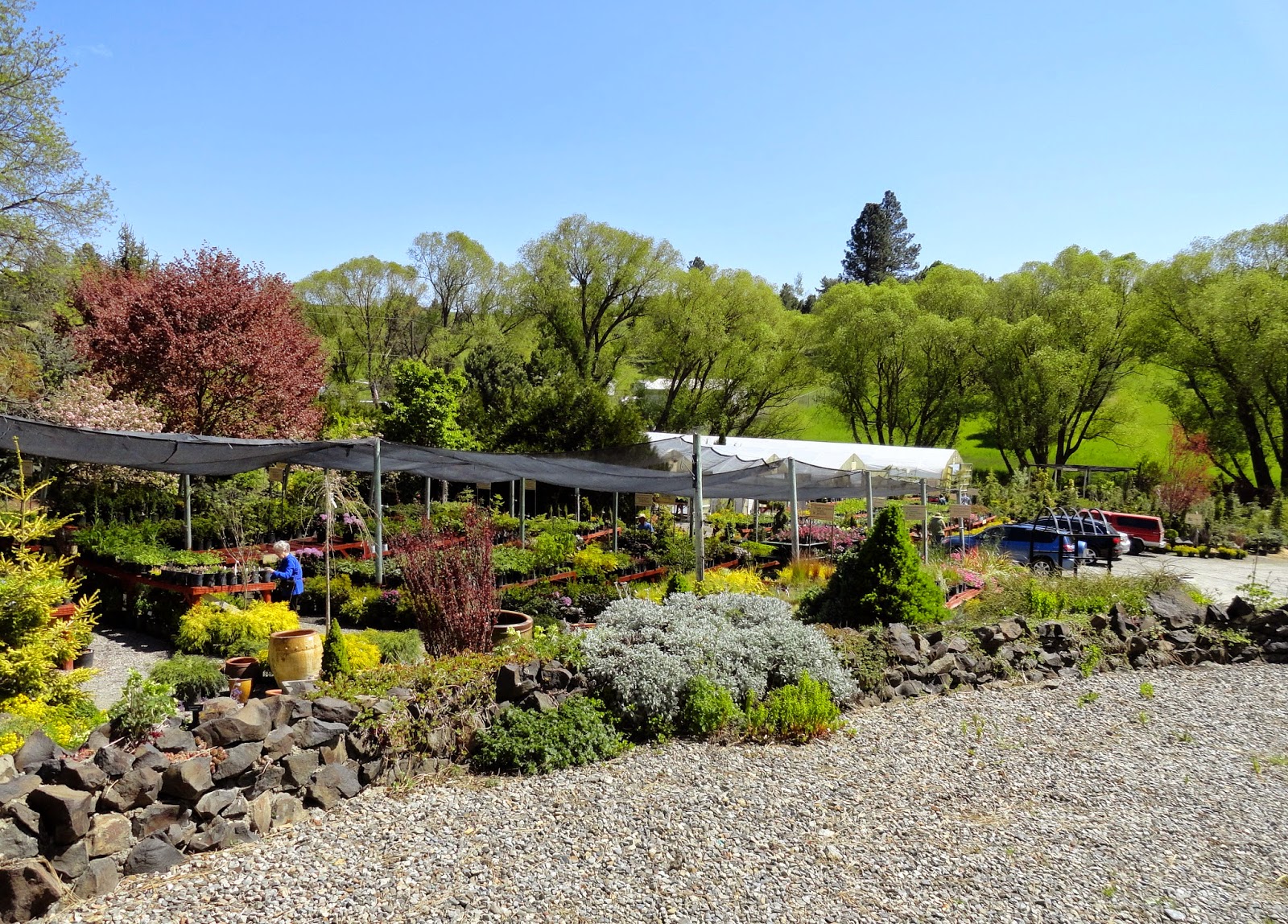 danger garden: One more Spokane nursery visit: Tower ...