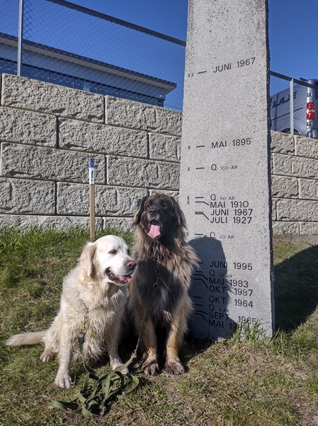 hønefoss stolpejakt leonberger golden retriever