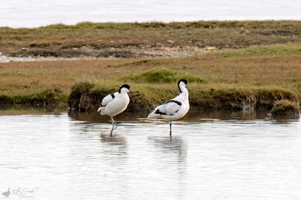 Avocet