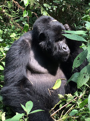  Uganda/Rwanda Double Gorilla Tracking – 6 Days Bwindi Impenetrable Forest,