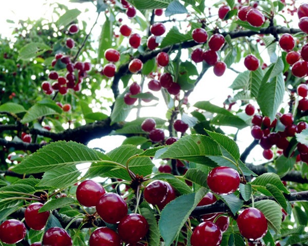 bibit pohon cherry jepang tanaman siap tanam Jawa Barat