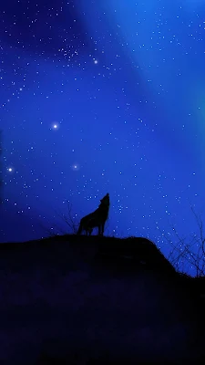 Wallpaper For Desktop Wolf, Alone, Silhouette, Stars, Trees