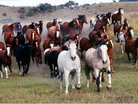 paisajes-con-caballos-corriendo