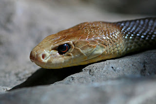 Taipan Snake