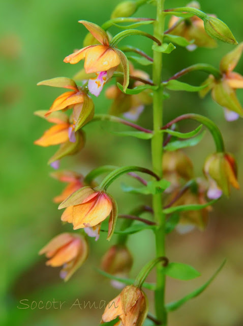 Epipactis thunbergii