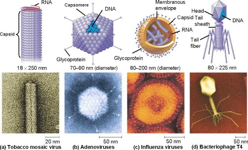 Info Contoh Virus, Pot Bergambar