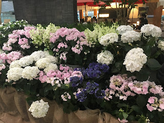 Hydrangea (アジサイ) 羽田空港国際線ターミナル