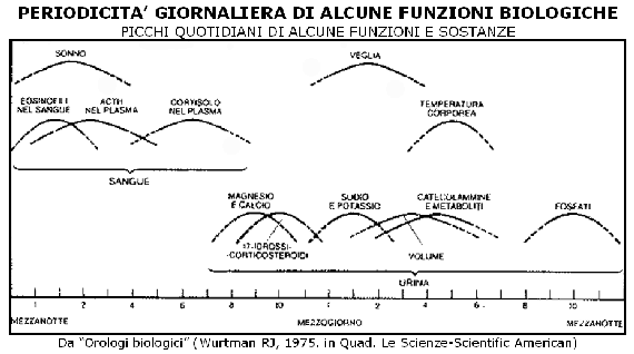 Picchi e periodicità quotidiane di funzioni e sostanze (Tabella)