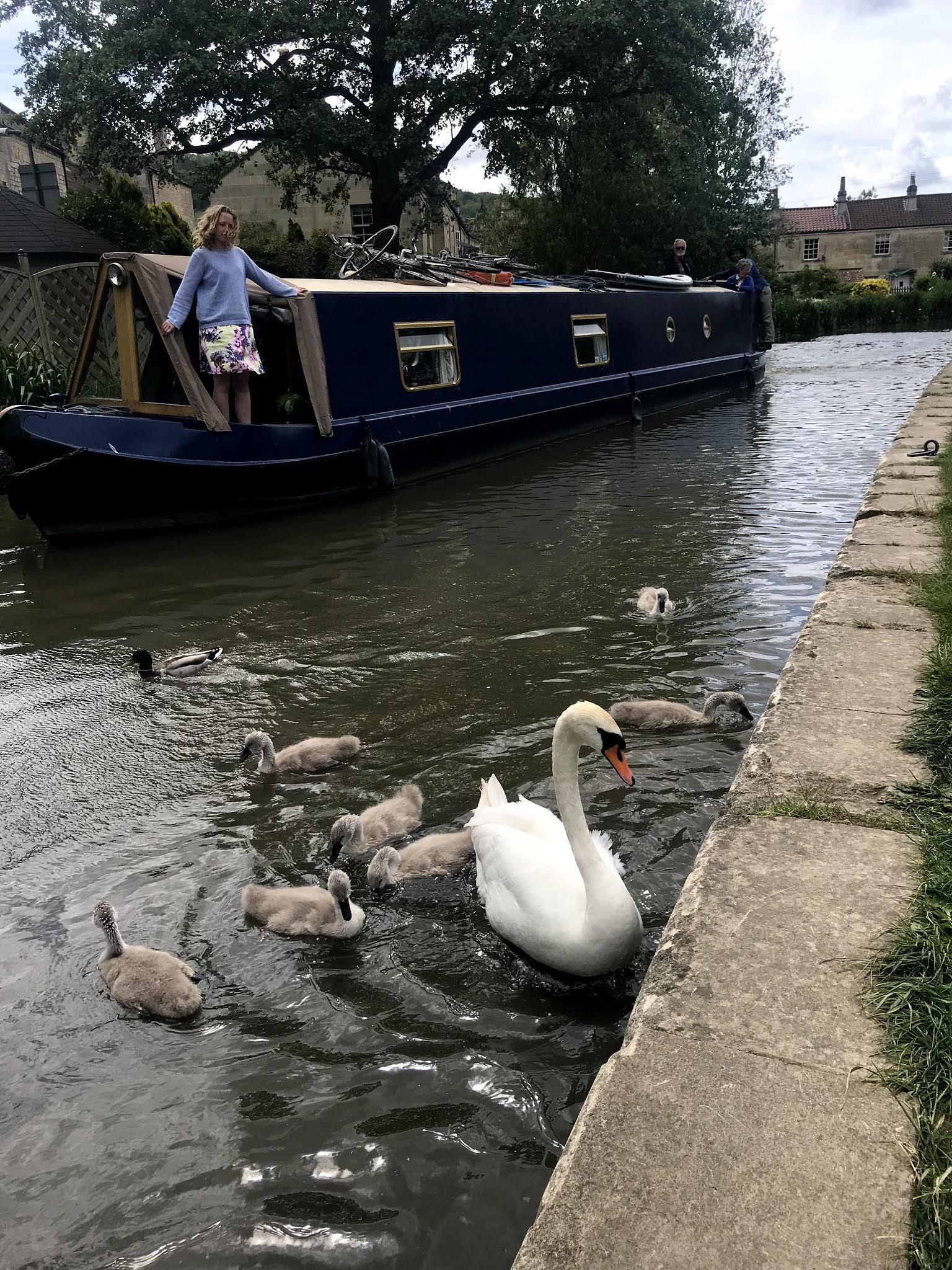 Swan on water with boat - Day trip to Bathampton