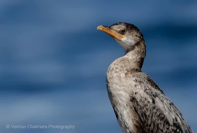 Perched Cormorant: Canon EOS R at ISO 100 / 400mm (without 1.4x Extender)