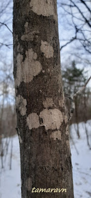 Клён ложнозибольдов (Acer pseudosieboldianum)