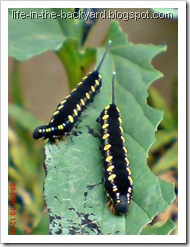 Caterpillars Attack 17
