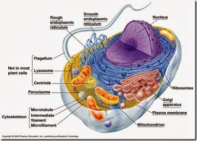 04-05A-AnimalCell-L