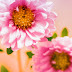 GambarGambar Bunga Berwarna Merah Muda wallpaper