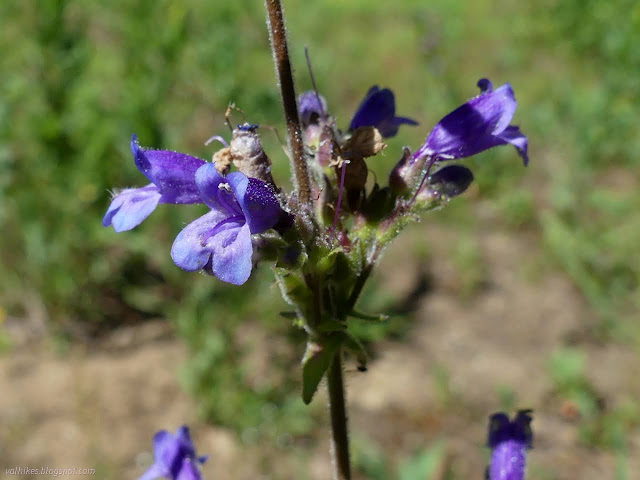 023: circle of flowers that happen to have a tongue like bit that happens to have a couple hairs