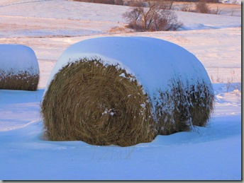First Snow 026