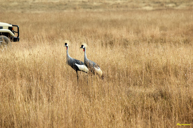 5 de agosto de 2012. El Ngorongoro. - 15 días de Safari y playa (4)