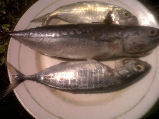 Ikan Tuna, Tude dan Deho