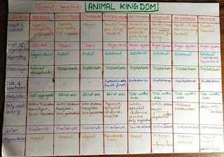 ANIMAL KINGDOM FLOW CHART