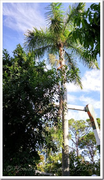 08-23-palm-before