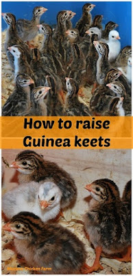 Raise guinea fowl keets