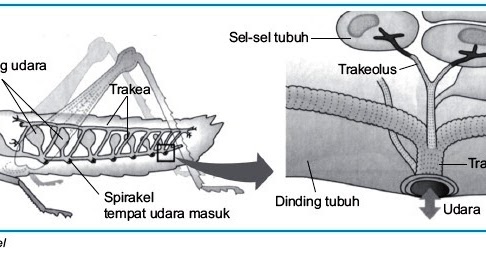 Sistem Pernapasan pada Insecta Belalang