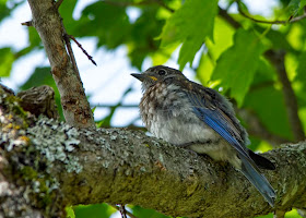 male eastern bluebird fledgling perching in maple tree