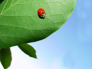 Lady Bug Wallpaper