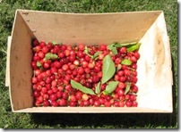 1st cherries 0905