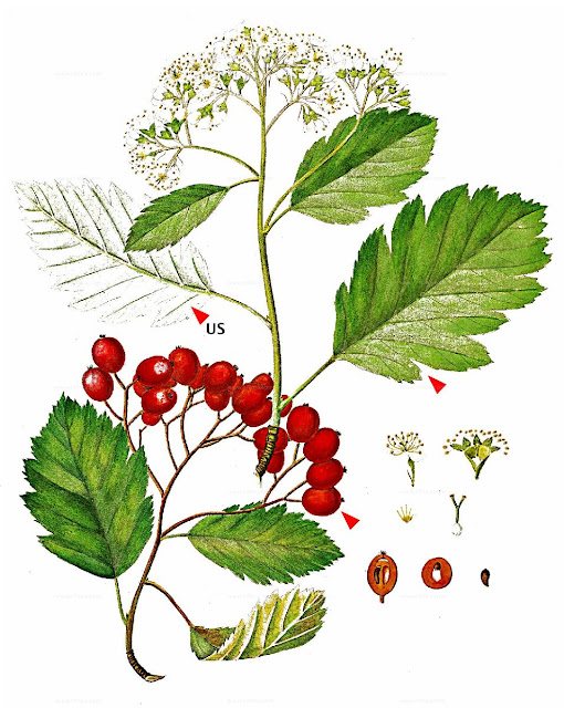 Рябина промежуточная (Sorbus intermedia)