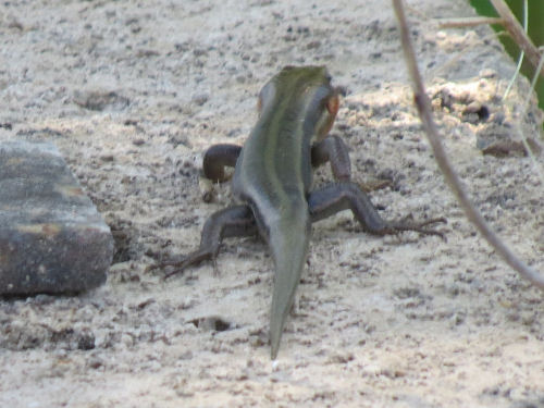 five-lined skink