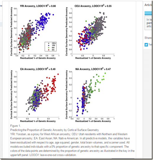 Cortical surface by ancestry