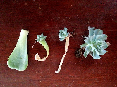  It's easy to multiply your succulent love- just propagate them with this easy little guide! 