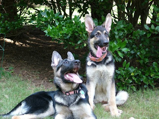 german shepherd dog pets species breeds puppy puppies trained skilled