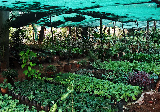 nursery with plants