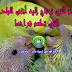 الطعام التي تحتاج إليه أنثى البادجي التي تطعم فراخها
