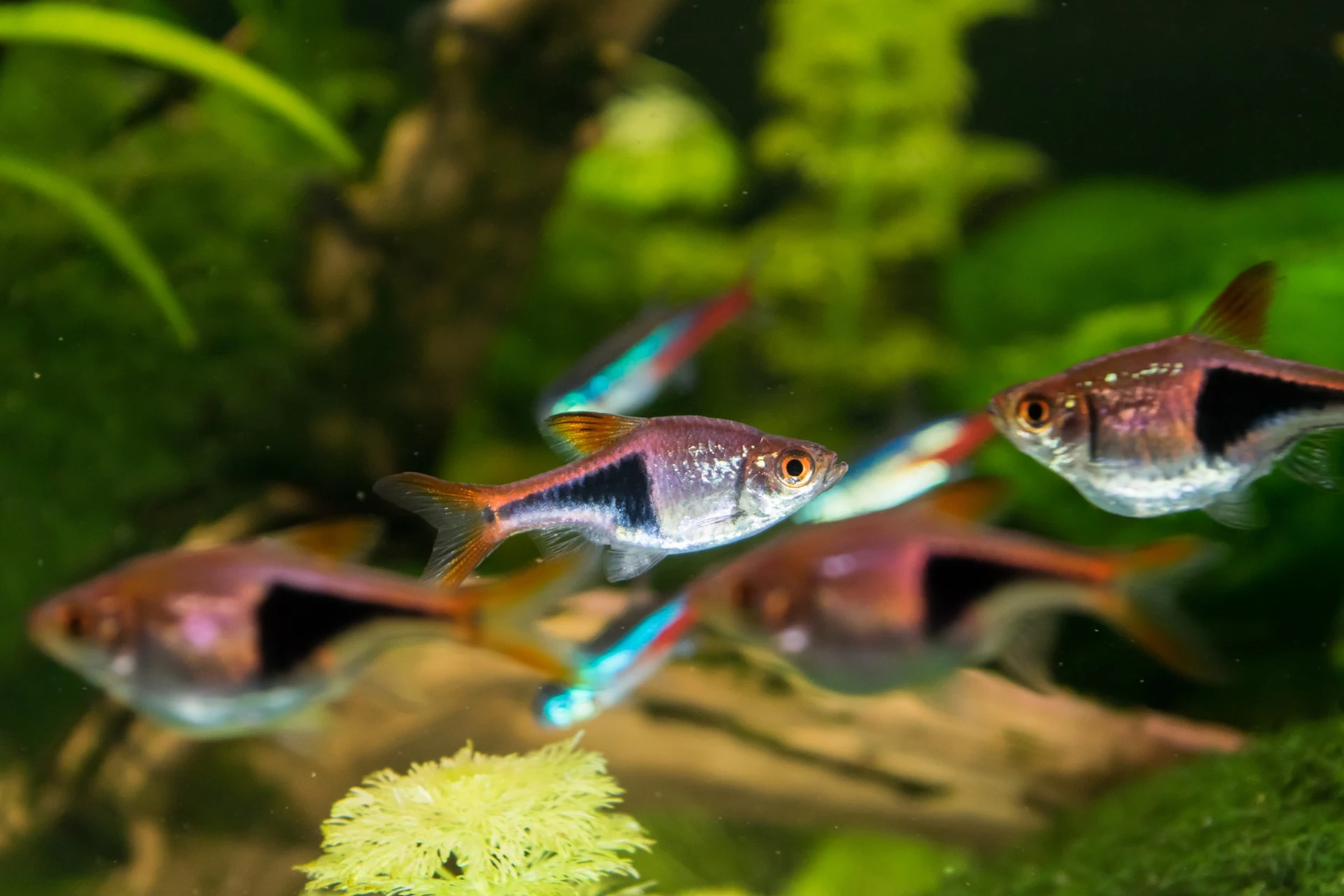 Ikan Rasbora Harlequin Mudah Dipelihara di Akuarium - Ikanhiasku.net