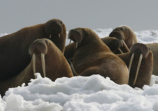 pacific walruses, walruses, sea ice, endangered species acte