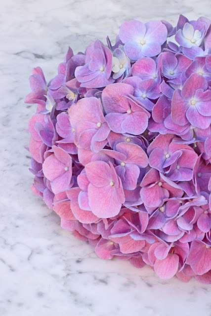 Pink and Purple Hydrangea