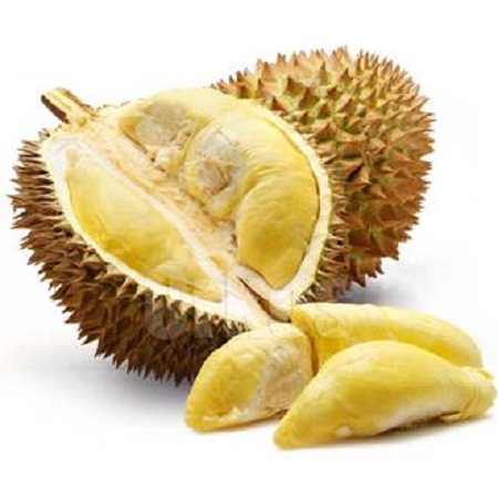 Durian Montong GambarBinatang Com