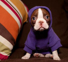 Cute dogs (50 pics), dog pictures, cute little puppy wears hoodie