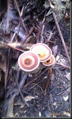 IMAG0059 (Small)
