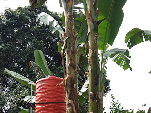 Ada Apa Dibalik Kelezatan Buah Pisang - Rambutan dan Kelapa...??