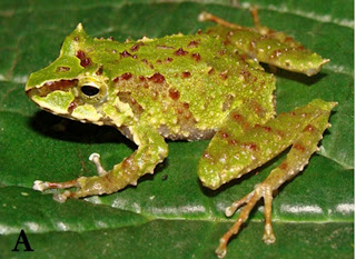 Nuevas especies de Ranas Ecuatorianas cierran con broche de oro el 2010 - Año Internacional de la Biodiversidad